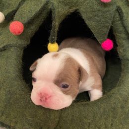 Molly AKC - Lilac female Boston Terrier puppy in Imperial, Missouri from Boston Kup Breeders