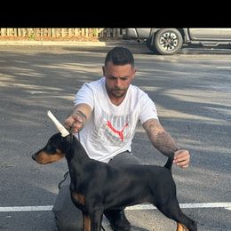 Doberman Pinscher Puppies from AMonde Dobermans