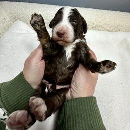 Chocolate Tri - male Australian Mountain Doodle puppy in Holt, Missouri from Mindys Doodles