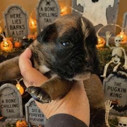 Pennywise (boy) - Fawn male Boxer puppy in Red Boiling Springs, Tennessee from Silver Rain