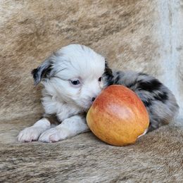 Novah - Blue merle female Miniature Australian Shepherd puppy in Sw, Wisconsin from Driftless Australian Shepherds