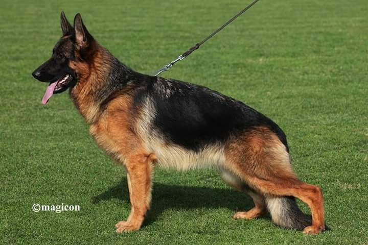 von Fenja German Shepherd Dogs in Illinois | German Shepherd puppies ...