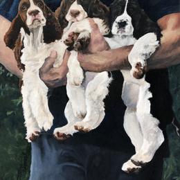 English Springer Spaniel Puppies from Carol Jansen's Cascadian Springer Spaniels