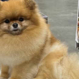 Pomeranians from Perfect Poms