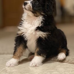 Bernedoodle and Goldendoodle Puppies from TurkeyCreek Doodles