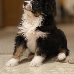 Bernedoodle and Goldendoodle Puppies from TurkeyCreek Doodles
