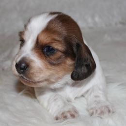 Piebald Male Longhair - Piebald male Dachshund puppy in Lily, Kentucky from Little Acres Miniature Dachshunds