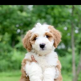 Bernedoodle, Cockapoo, and Goldendoodle Puppies from Danie’s Darling Doodles LLC