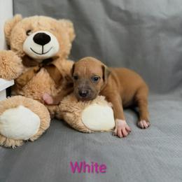 White Collar Female - Blue fawn female American Pit Bull Terrier puppy in Pensacola, Florida from Alpha Alliance Kennels