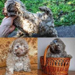 Russian Tsvetnaya Bolonka and Shih Tzu Puppies from Pink Lotus Kennels