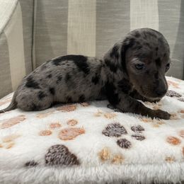 Maxine - Dapple female Dachshund puppy in Temple, Texas from Brit’s Doxie Crossing