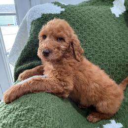 Purple - Red  female Goldendoodle puppy in Bakersfield, California from Lavish Doodles
