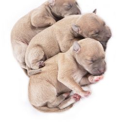 Brussels Griffon and Italian Greyhound Puppies from Adornare Kennels