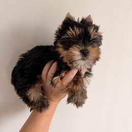 Kobe - Black and tan male Yorkshire Terrier puppy in Georgia from Nalley Kennels