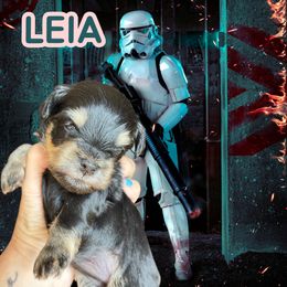 Princess Leia Black Tan 2500 - Liver female Miniature Schnauzer puppy in Temple, Texas from Schnauzers Of Taylor