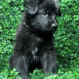 Shiloh Shepherd Puppies from Orchard Hills Shilohs