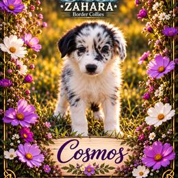 Cosmos - Blue merle male Border Collie puppy in Opelousas, Louisiana from Zahara Border Collies