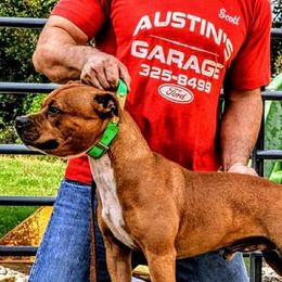 Staffordshire Bull Terriers from Steadfast Staffords