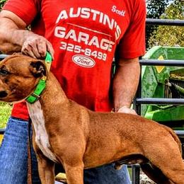 Staffordshire Bull Terriers from Steadfast Staffords