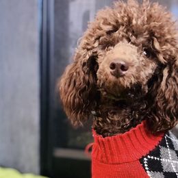 Poodles from Arroyo Frio