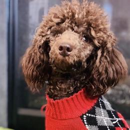 Poodles from Arroyo Frio