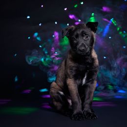 Boba Fett - Black sable male Belgian Malinois puppy in Sanger, Texas from Faubion Malinois