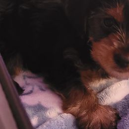 Yorkshire Terriers from Cute A55 Yorkshire Terriers