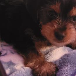 Yorkshire Terriers from Cute A55 Yorkshire Terriers