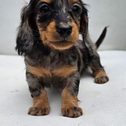 The Duchess-Alice in Wonderland Theme Litter - Dapple female Dachshund puppy in Woodland, Washington from SJs Dachshunds