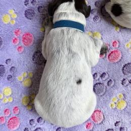 Spider-Man - Brown and gray male Wirehaired Pointing Griffon puppy in Grangeville, Idaho from Happy Hollow Griffons