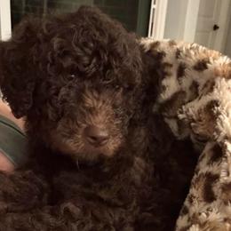 Love Nugget - Chocolate male Goldendoodle puppy in Mc Kinney, Texas from Flair Doodles