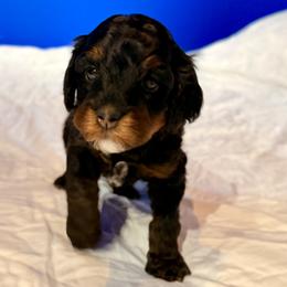 Tri Color Girl 1 - Tri-color female Bernedoodle puppy in Anchorage, Alaska from Cascade Country Doodles