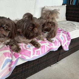 Shih Tzu Puppies from Mosley Kennel Shih Tzu