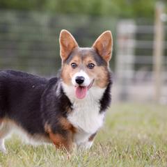 American Corgi, Border Collie, and Pembroke Welsh Corgi All Grown Up from Cowtown Corgis & Border Collies