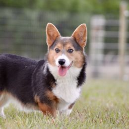 American Corgi, Border Collie, and Pembroke Welsh Corgi All Grown Up from Cowtown Corgis & Border Collies