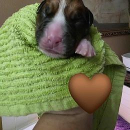 Brown - Fawn male Boxer puppy in Spring, Texas from Sanchez Boxers