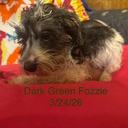 Sundae (green )Fozzie - Parti male Miniature Schnauzer puppy in Chicago, Illinois from Cuddly Cutts Pets