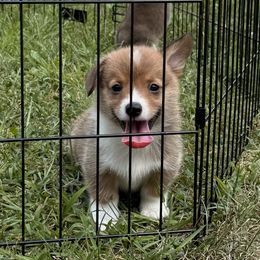 Giddy - Red male Pembroke Welsh Corgi puppy in Arcanum, Ohio from Weissway Corgis