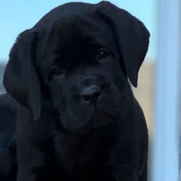 Girl 5 - Black Labrador Retriever puppy in Montville, New Jersey from Otter Creek Labradors