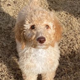 Australian Shepherds and Poodles from Rosebud Kennels