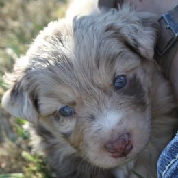 Australian Shepherds from BWild Australian Shepherds