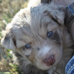 Australian Shepherds from BWild Australian Shepherds