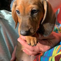 Dachshunds and Shih Tzus from Merisue's Shih Tzu's and Dachshunds