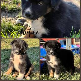 (3) Fortune 1621 - Black tri-color male Australian Shepherd puppy in Huntington, Texas from JKKJ Farms