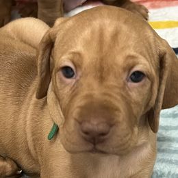 Boy 3 - Vizsla puppy in Suffolk, Virginia from JC Vizsla’s