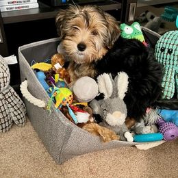 Assorted Doodle Crosses, Double Doodle, Maltipoo, Morkie, and Yorkipoo Puppies from Danza Bolo