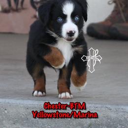 Chester - Black tri male Miniature American Shepherd puppy in Elgin, Oregon from Cross L Miniature American Shepherds