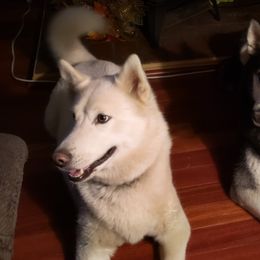 LUNA BEAR - Siberian Husky