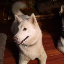 LUNA BEAR - Siberian Husky