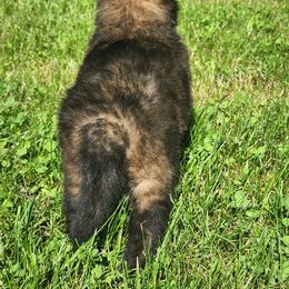 Belgian Tervuren Puppies from Kismet Belgian Tervuren's  owner Angela Ernst